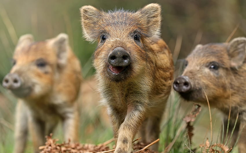 Wild Boar Piglets, wild pigs HD wallpaper