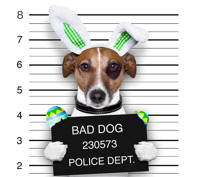 Desktop   Bad Dog Backgrounds Bad Dogs 
