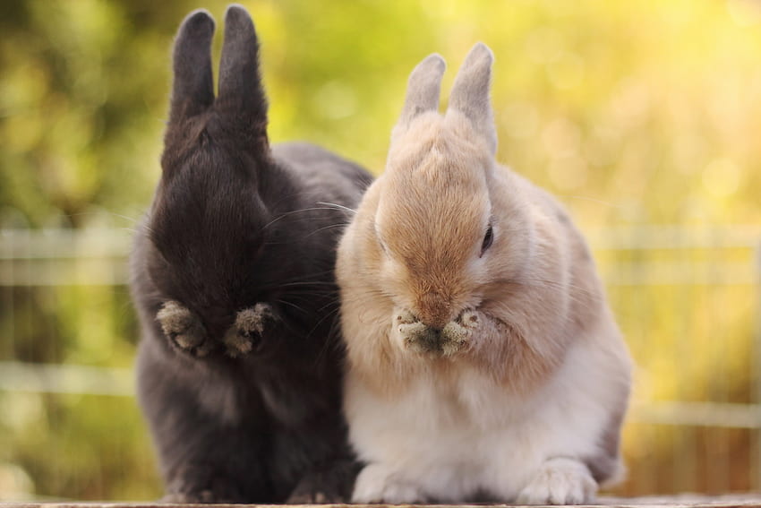 Bunnies, netherland dwarf rabbit HD wallpaper