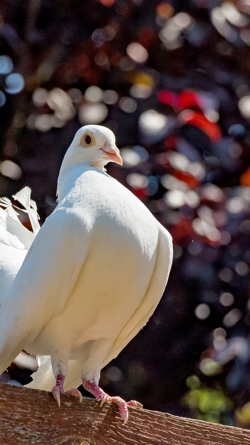 : 하얀 비둘기 1242x2208 HD 전화 배경 화면