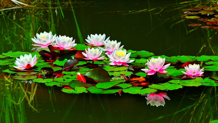 LOTUS POND For com [1920x1200] for your , モバイル & タブレット 高画質の壁紙