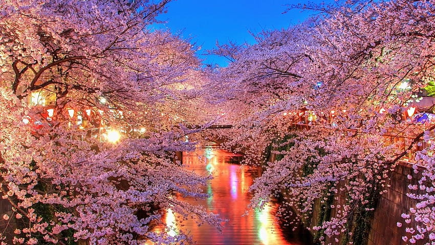 Japanese Cherry Blossom 1920x1080 list, 1920x1080 aesthetic cherry blossom HD wallpaper