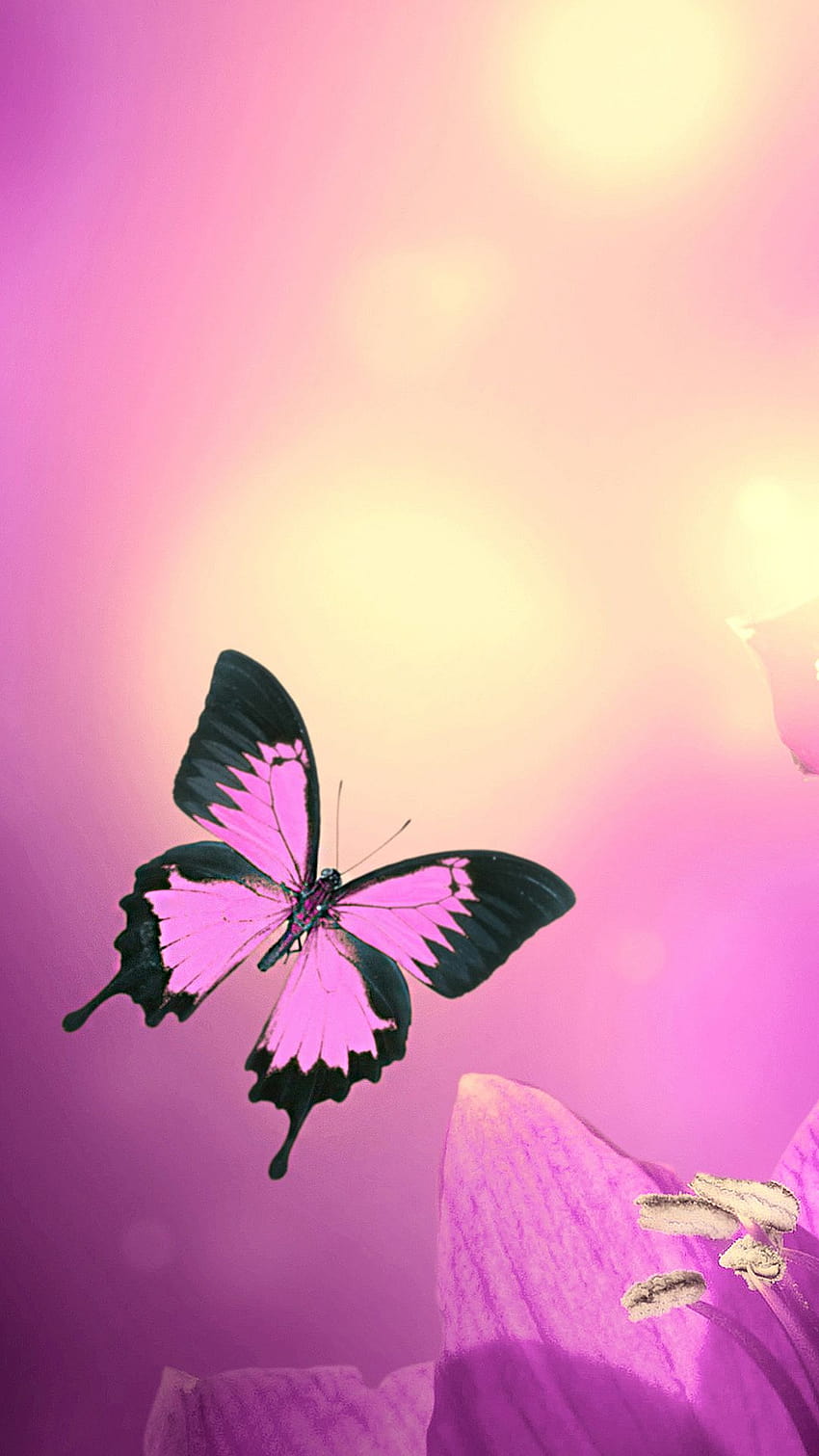 Pink Butterfly iPhone HD phone wallpaper