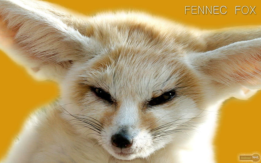 Fox – Animal Spot, fennec fox HD wallpaper