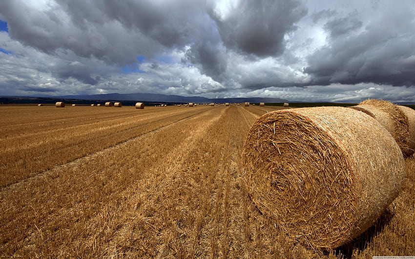 Bales Of Straw ❤ for Ultra TV • Wide HD wallpaper