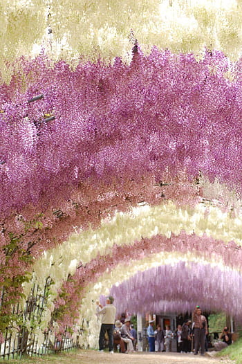 kawachi fuji garden wallpaper