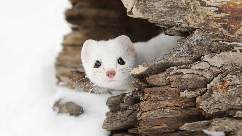 Weasel, Snow, Landscape, Wildlife, Animals / HD wallpaper