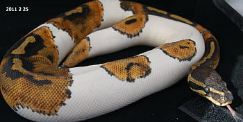 ball python  python ball reptile snake  Ball python Python Wallpaper  pc