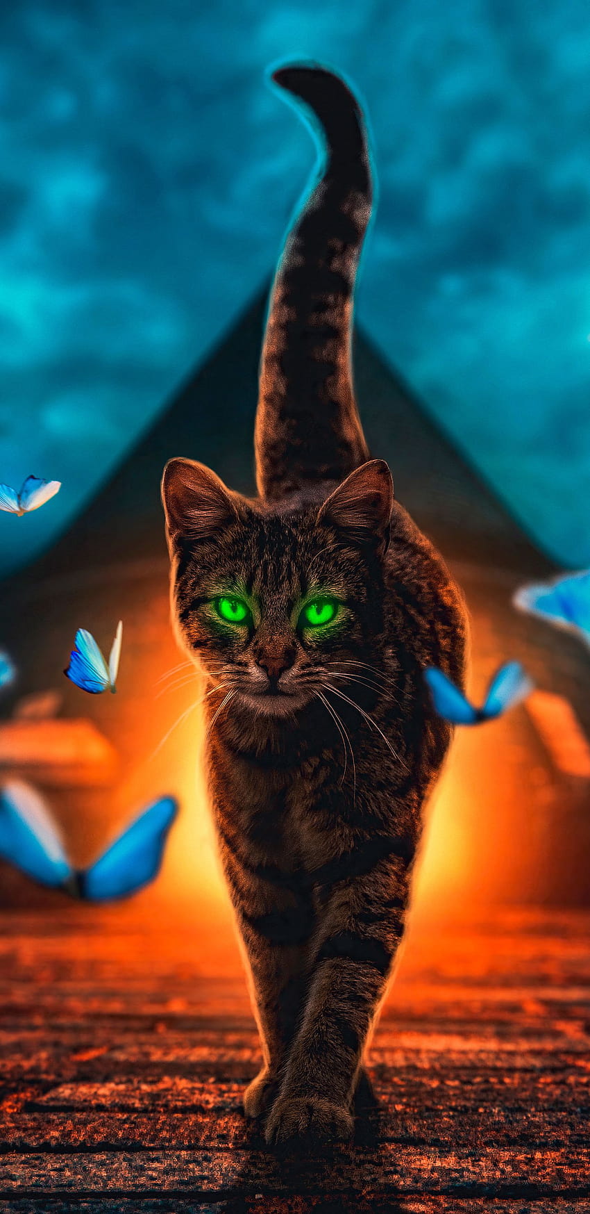 1440x2960 Cat Magical Walk Samsung Galaxy Note 9,8, S9,S8,S Q , Backgrounds, and, magical cats HD phone wallpaper