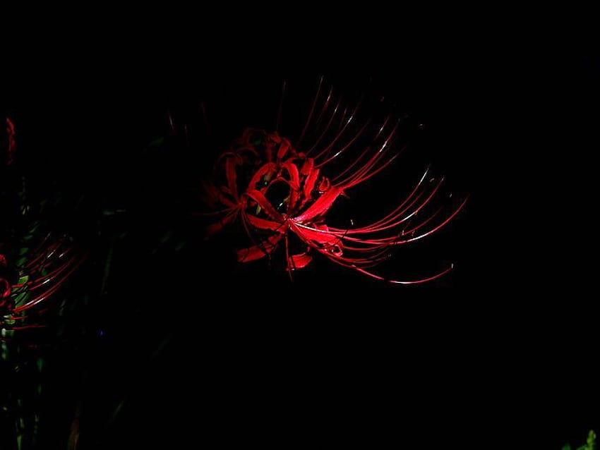 Czerwona lilia pająkowa, kwiaty Lycoris radiata 12 Tapeta HD