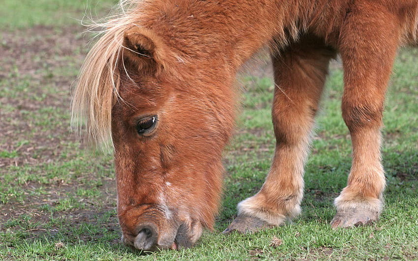 Shetland Pony, pony animal HD wallpaper
