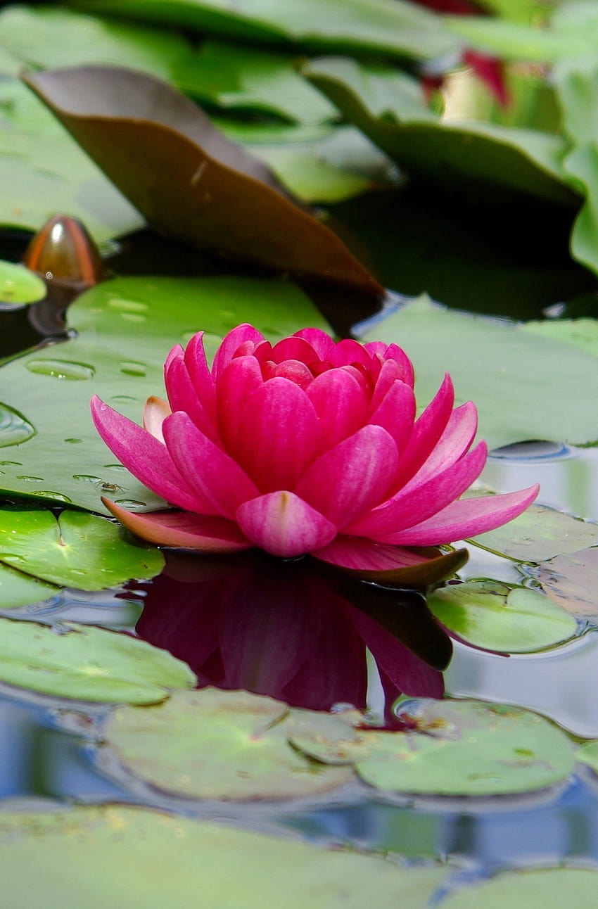 1440x2880 lotus, flower, pink, leaf, lake, lg v30, lg g6, 1440x2880 ,  background, 5408, minimal lotus HD phone wallpaper | Pxfuel