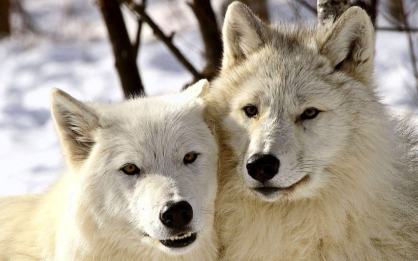 Hermosa de lobos, hermosos lobos fondo de pantalla | Pxfuel