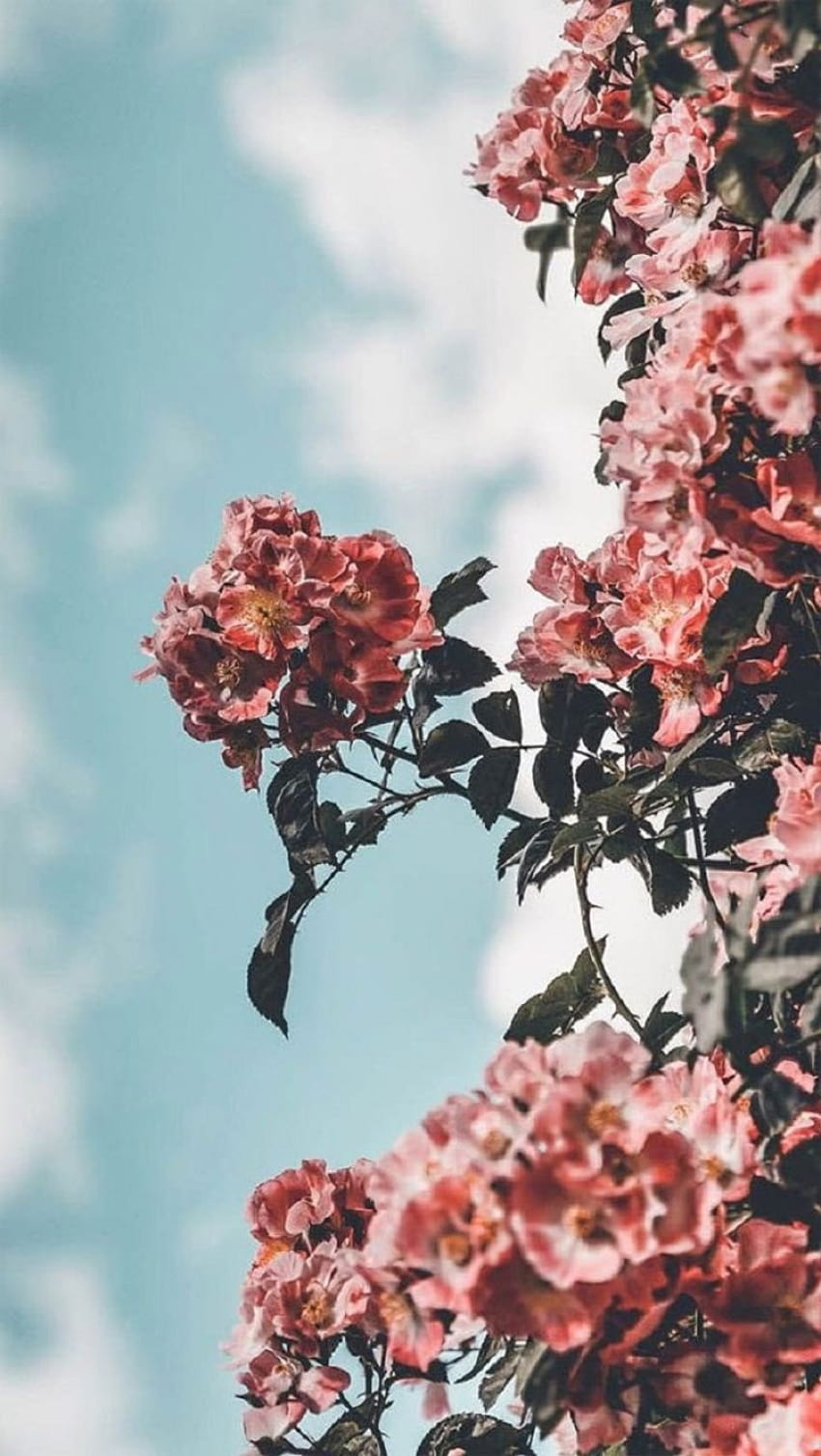 3 iPhone piękny letni kwiat, estetyczne letnie kwiaty Tapeta na telefon HD