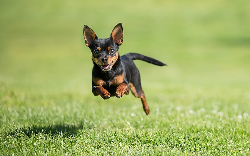 Miniature Pinscher, flying small dog, levitation, cute animals, dogs, Zwergpinscher, Min Pin with resolution 3840x2400. High Quality HD wallpaper