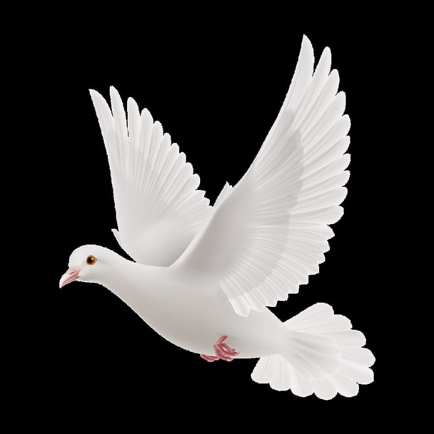 White Dove Clipart Pigeon Head HD phone wallpaper | Pxfuel
