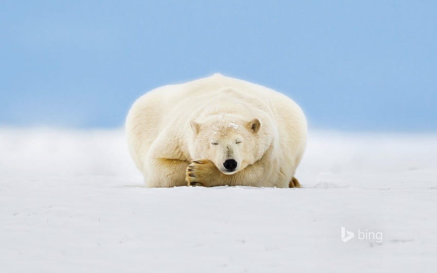 Polar Bear on a Barrier Island HD wallpaper