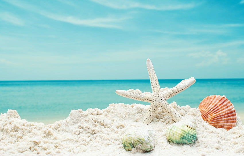 пясък, море, плаж, звезда, черупка, лято, плаж, море, син, пясък, морска звезда, миди, раздел природа, морски бряг и мида HD тапет