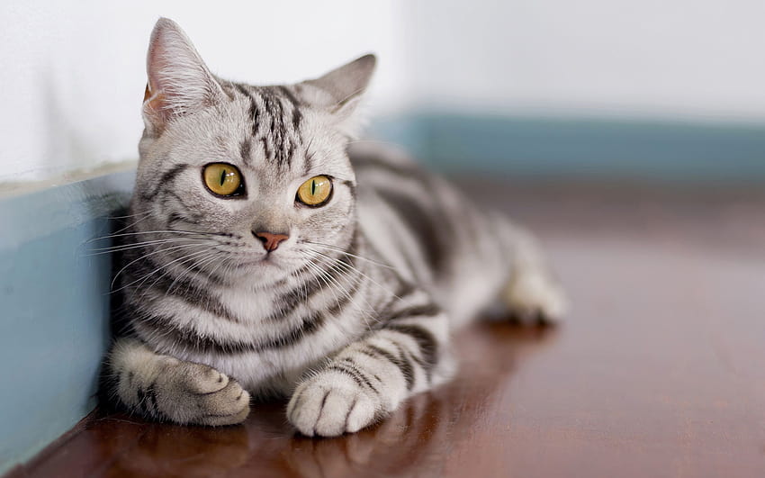 American Shorthair, gato gris, gato doméstico, ojos amarillos, mascotas, gatos, American Shorthair Cat con una resolución de 2880x1800. Alta calidad fondo de pantalla