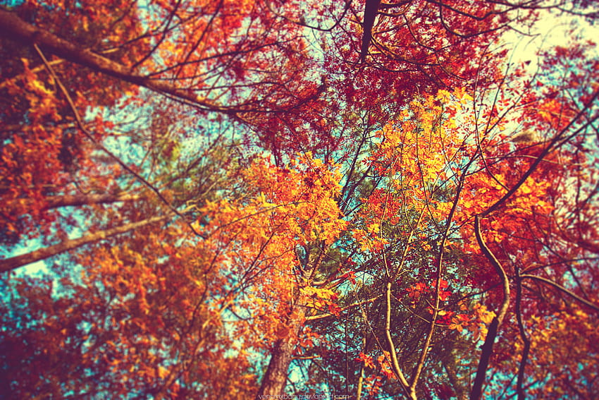 1 Backgrounds Cute Autumn, mackbook autumn HD wallpaper