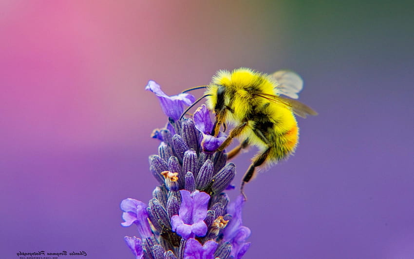 2880x1800 Honey Bee Lavendar Nectar Macbook Pro Retina HD wallpaper