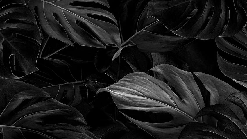 Schwarze Blätter Naturhintergründe, ästhetische dunkle Blätter HD-Hintergrundbild