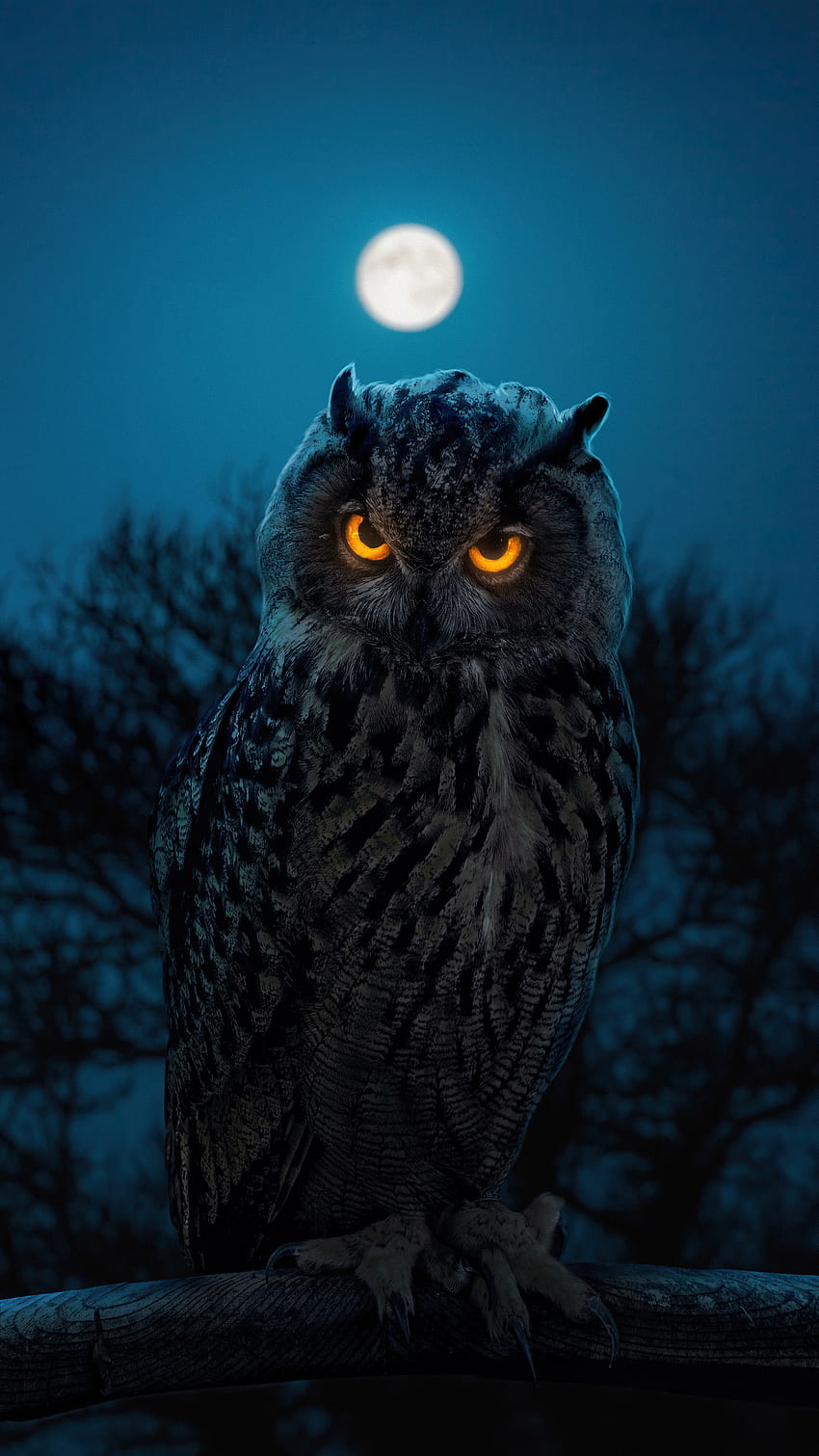 1080x1920 Owl Glowing Eyes Iphone 7,6s,6 Plus, Pixel xl ,One Plus 3,3t,5 , Backgrounds, and HD phone wallpaper