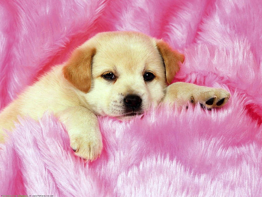 Cute Puppy, el perrito más lindo fondo de pantalla