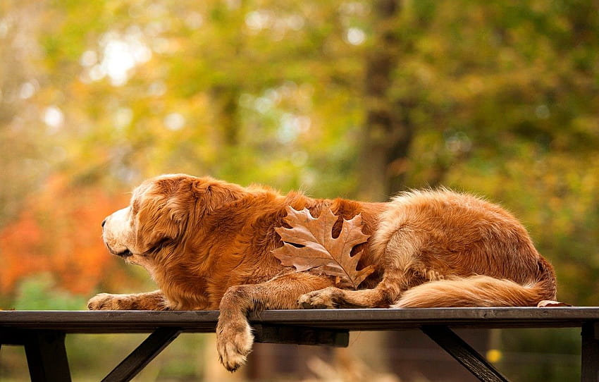 ฤดูใบไม้ร่วง ต้นไม้ ธรรมชาติ แผ่น โต๊ะ สุนัข โกลเด้น สุนัขฤดูใบไม้ร่วง วอลล์เปเปอร์ HD