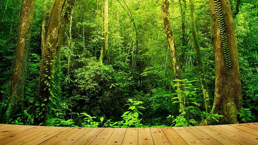 Tropikalny las deszczowy, Borneo Tapeta HD