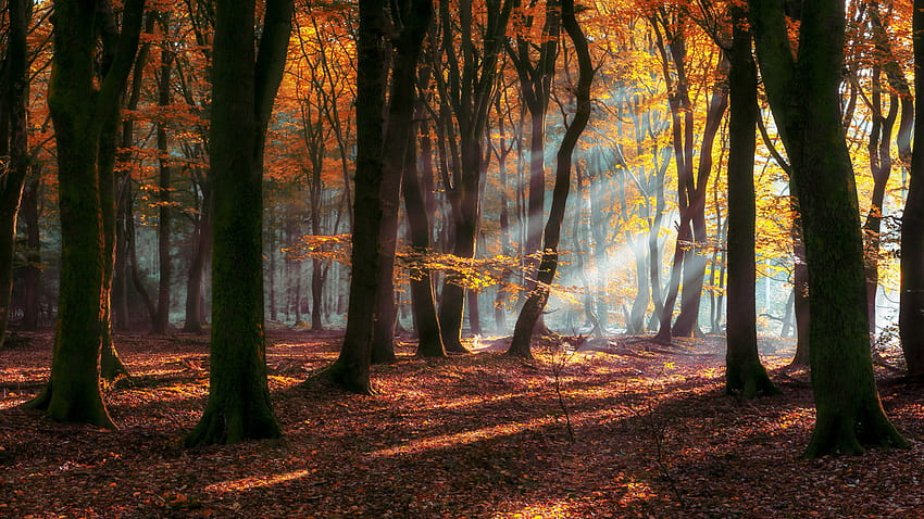 朝 秋 太陽光線 森 黄色と赤の葉を持つ落葉樹 風景 自然 ラップトップ タブレット 携帯電話 3840x2400 : 13, 落葉樹林 高画質の壁紙