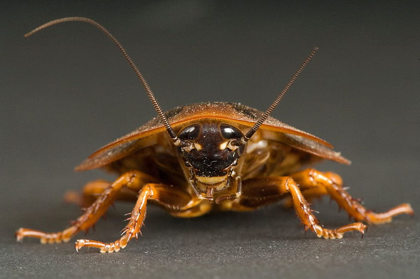 Termite Pest Controls: Cockroach HD wallpaper