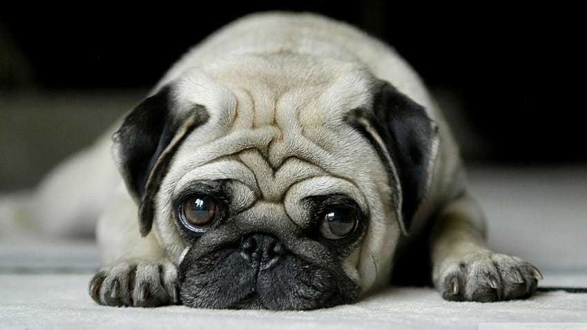 Pug ❤ for Ultra TV • Wide & Ultra, vodafone dog HD wallpaper Pug ❤ for Ultra TV • Wide & Ultra, vodafone dog HD wallpaper