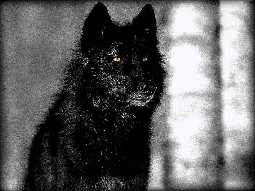 Lobo negro, lobo alfa del anime fondo de pantalla