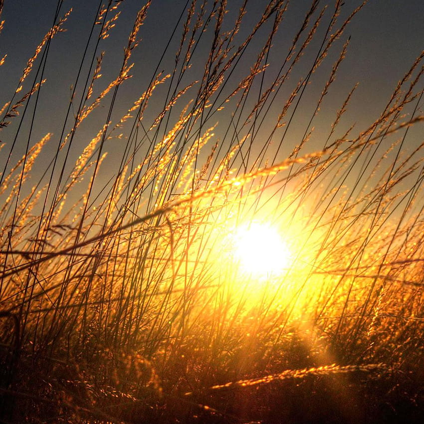 Sunset through tall grass iPad, in the tall grass HD phone wallpaper