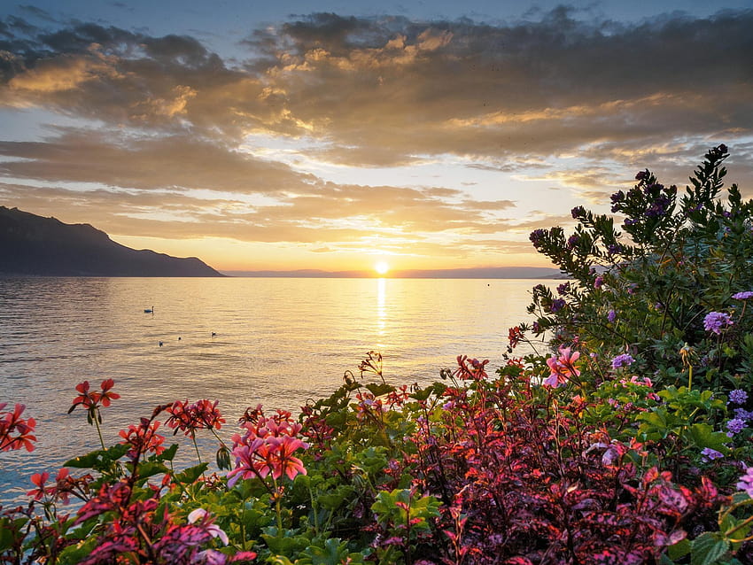 Wolken, Montreux, Blumen, Sonnenuntergang, Hügel, See, Frankreich, Blumen am Sonnenuntergang HD-Hintergrundbild