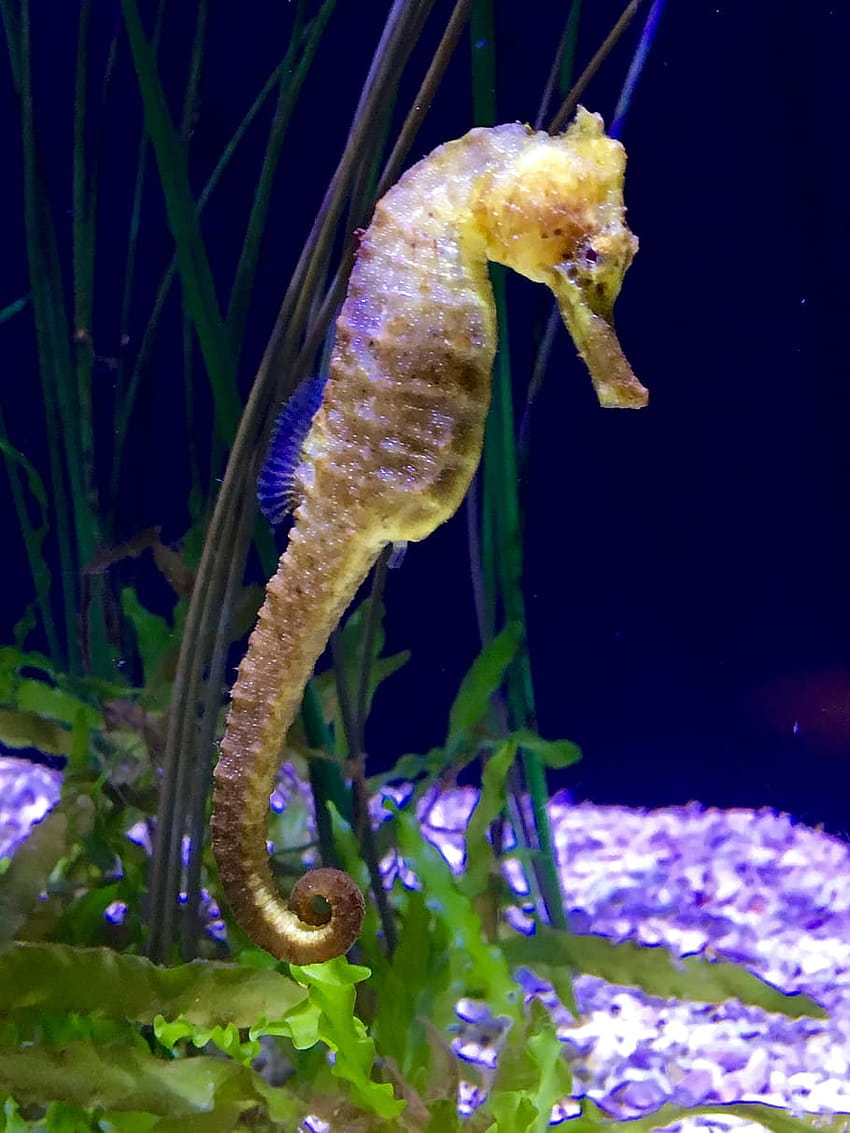 : grey and yellow seahorse, sea horse, aquarium, sea horses HD phone wallpaper