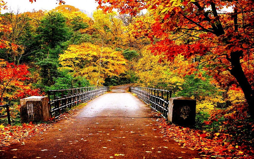 Autumn Bridge Hd Wallpaper Pxfuel