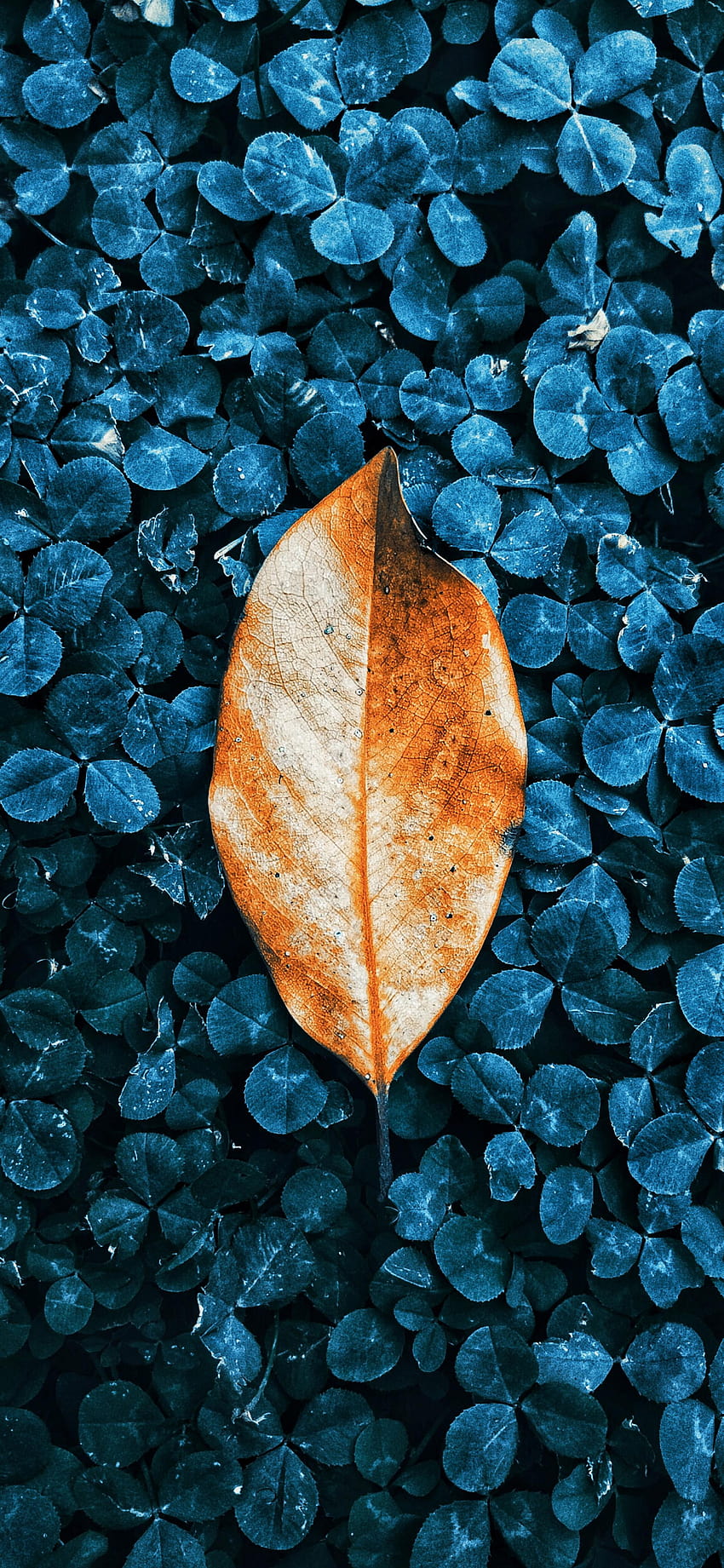 Fall colored autumn leaves for iPhone, blue leaf iphone HD phone wallpaper