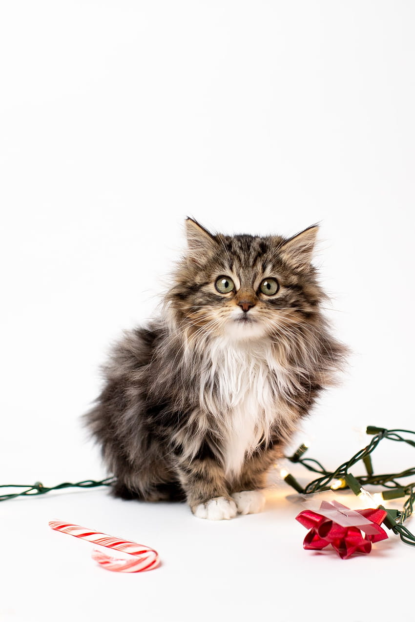 Kitten : [50 HQ], anak kucing berbulu wallpaper ponsel HD