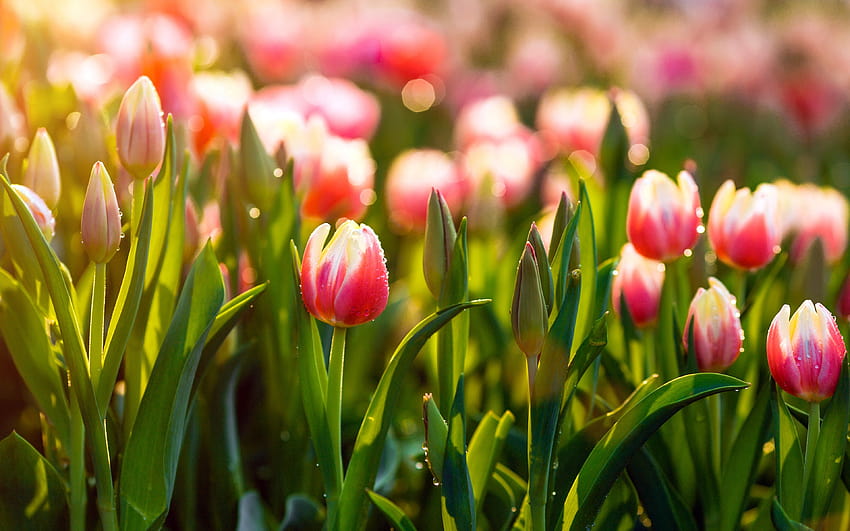 Rosa Tulpenfeld, Morgen, Makro, Tau, rosa Blumen, Tulpen, rosa Tulpen, Sommer mit einer Auflösung von 3840 x 2400. Hohe Qualität, Tulpensommer HD-Hintergrundbild