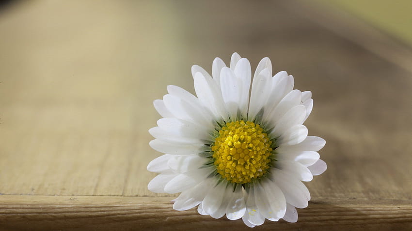 white daisy petals macro pistil mood fullscreen HD wallpaper