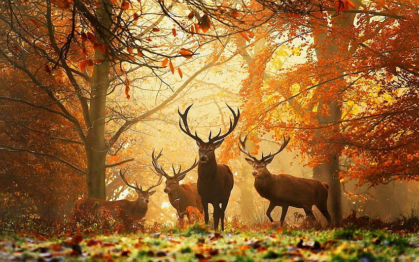 Deers Autumn HD wallpaper