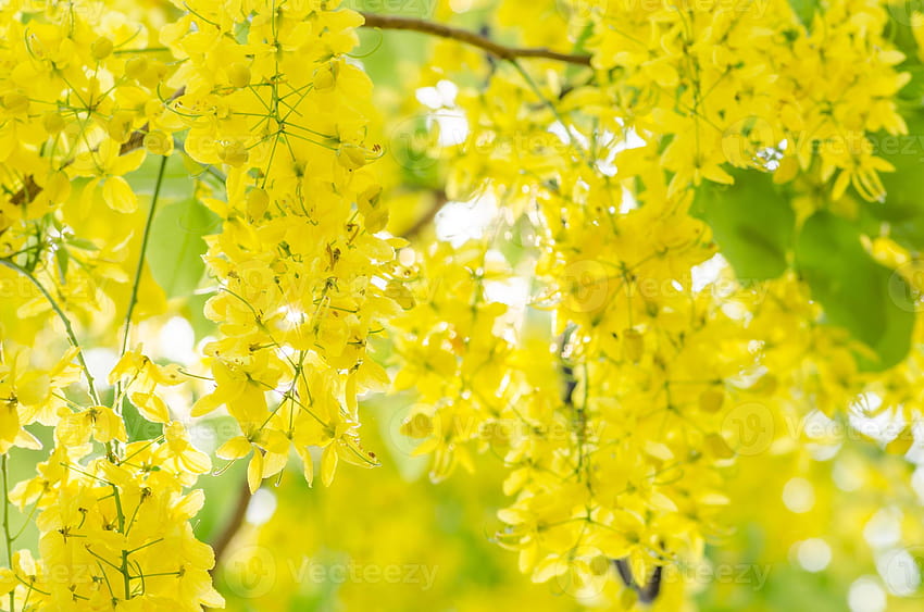 Goldener Regen oder Cassia-Fistel-Blume 1344202 Lagerbestand bei Vecteezy HD-Hintergrundbild