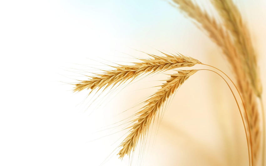 Barley Vector , Backgrounds, tao HD wallpaper