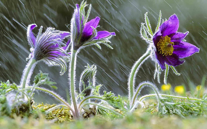 Pulsatilla vulgaris flowers in rain ...sonurai, bing flowers HD wallpaper
