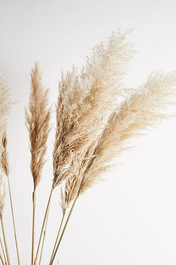 pampas grass  everyday nature trails