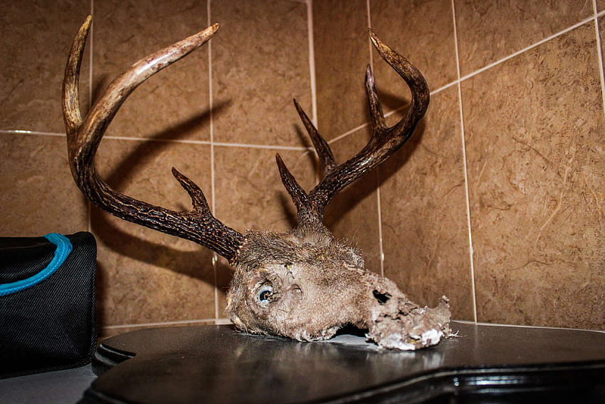 3092251 / animal, animal skull, dead, dead animal, hunting, skull, trophy HD wallpaper