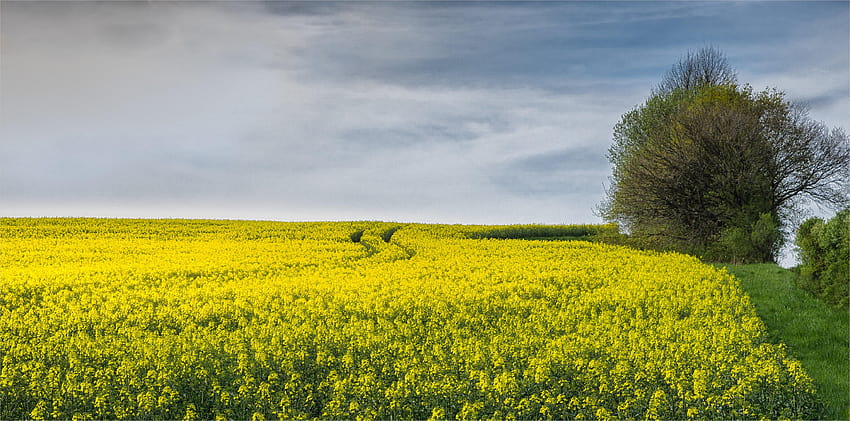 Yellow Rapeseed flower field near tree under white cloud blue sky, yellow canola field HD wallpaper