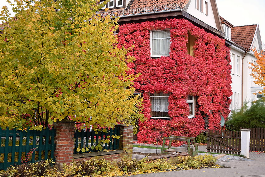 Vite, foglie rosse, autunno, ottobre, casa, esterno dell'edificio, cottage di ottobre Sfondo HD
